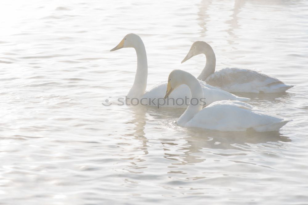 Similar – Image, Stock Photo display behaviour Winter