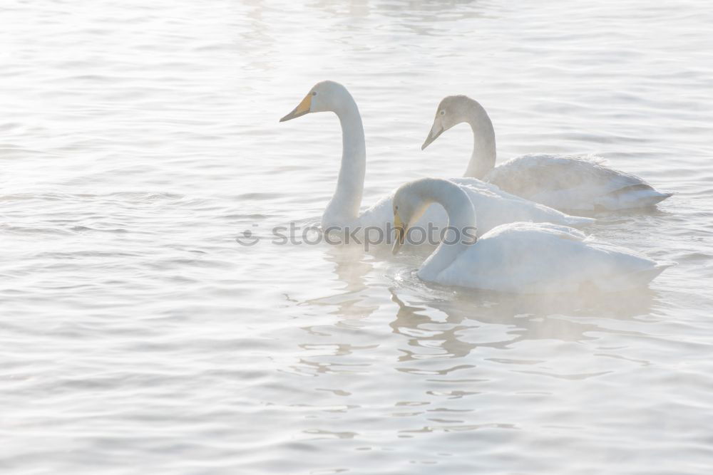 Similar – Image, Stock Photo display behaviour Winter