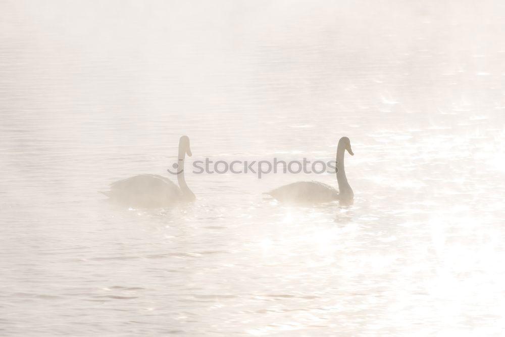 Similar – Image, Stock Photo display behaviour Winter