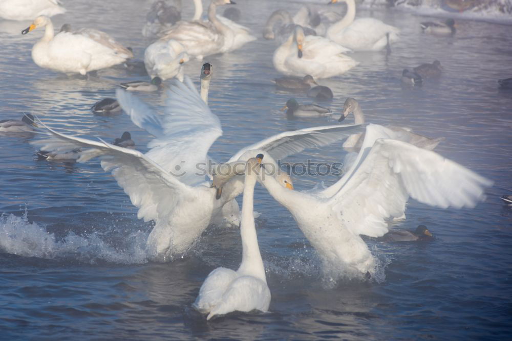 Similar – Image, Stock Photo duckattack Coast Lakeside