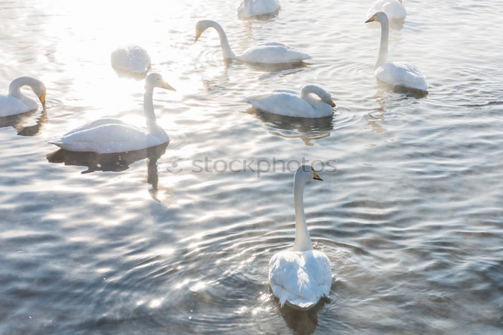 Similar – Schaulaufen Natur Wasser