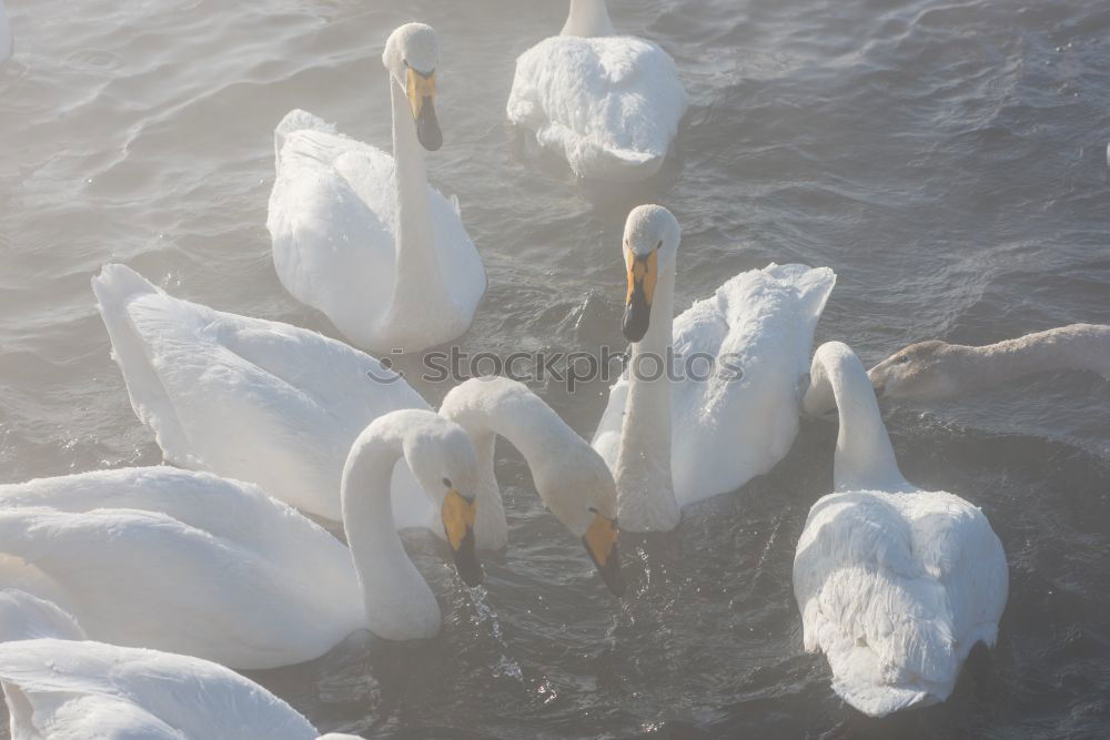 Similar – Image, Stock Photo Gulls II Colour photo