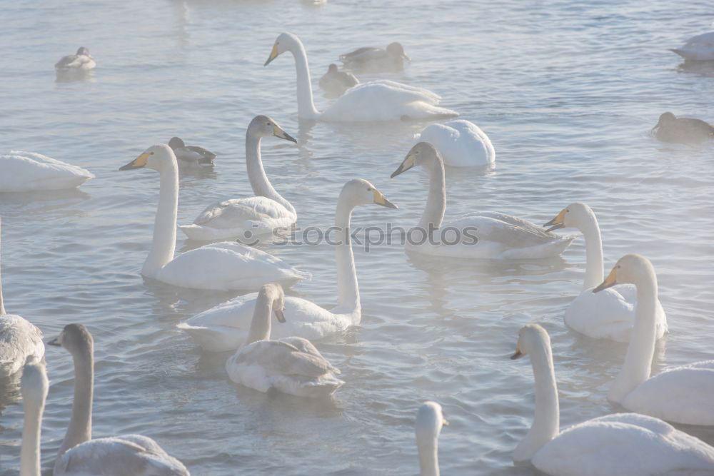 Similar – Image, Stock Photo display behaviour Winter