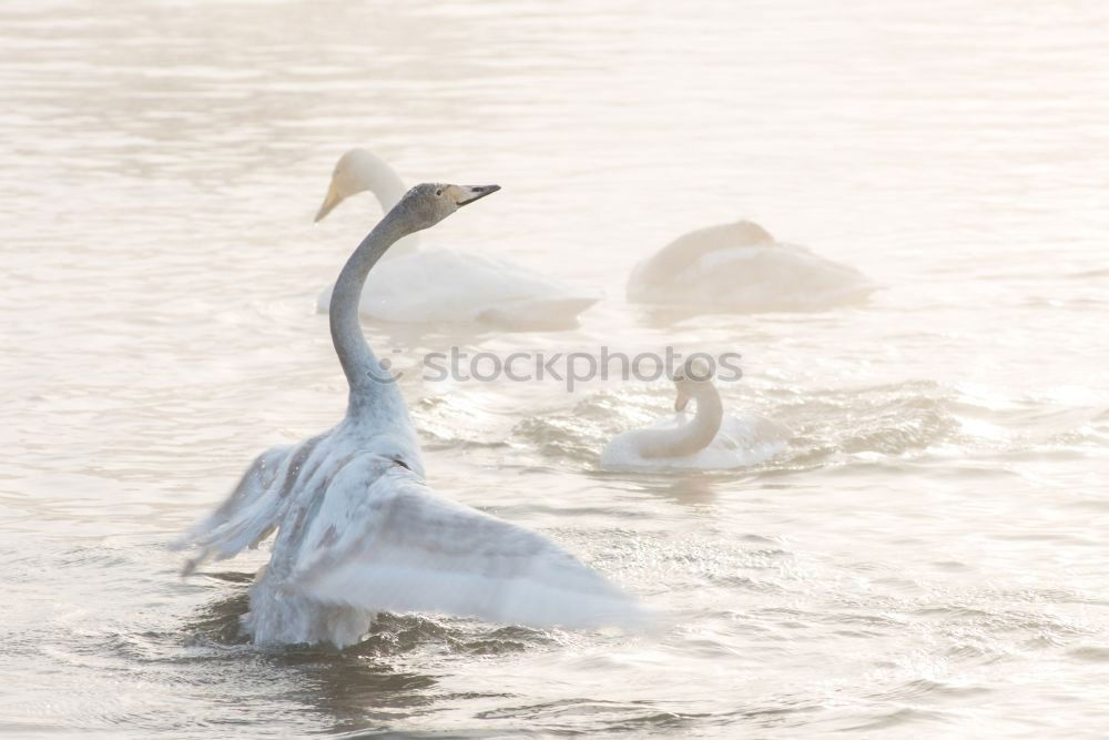 Similar – Foto Bild Schwanensee Tier 1 Wasser