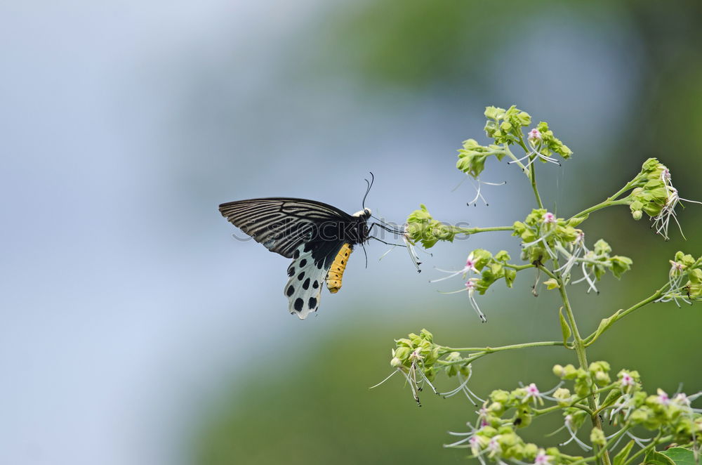 Similar – Foto Bild spatz Vogel Spatz Blume
