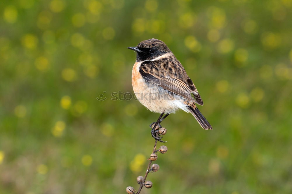 Similar – Beautiful wild bird Life