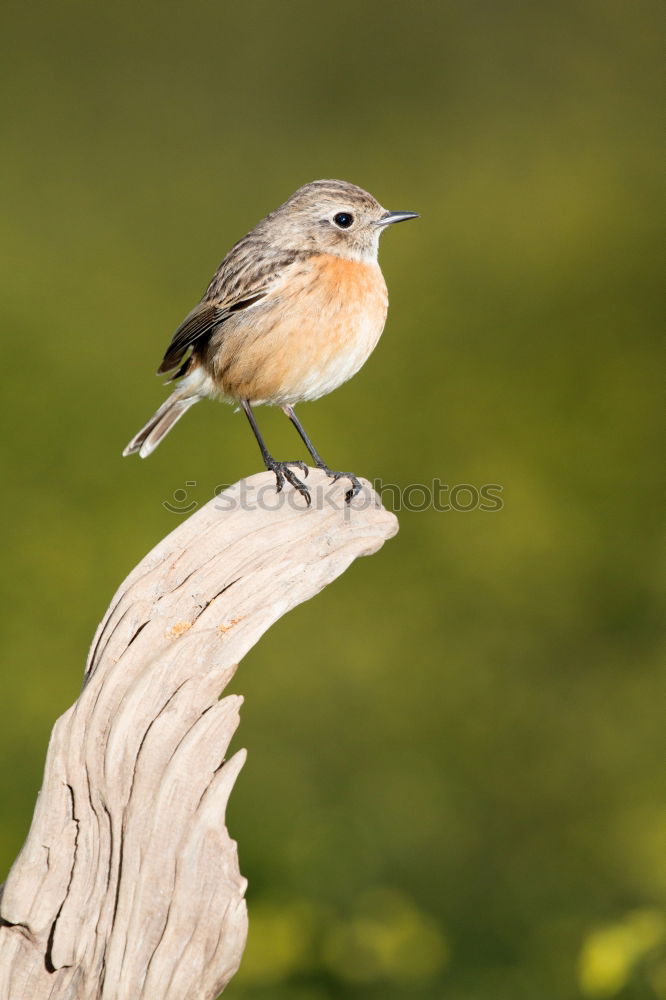 Similar – Image, Stock Photo Beautiful wild bird perched on a branch in nature