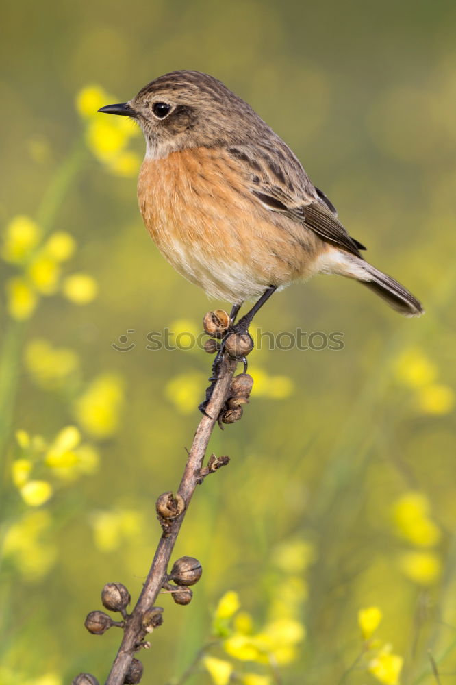 Image, Stock Photo Beautiful wild bird perched on a branch in nature