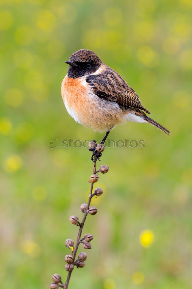 Similar – Beautiful wild bird perched on a branch in nature