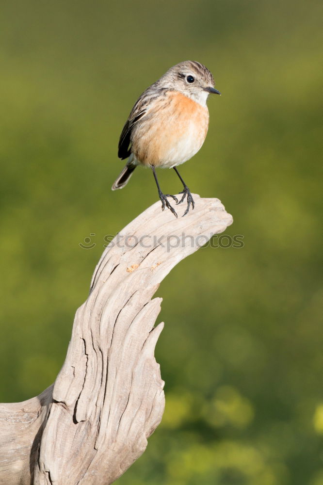 Similar – Image, Stock Photo Beautiful wild bird perched on a branch in nature