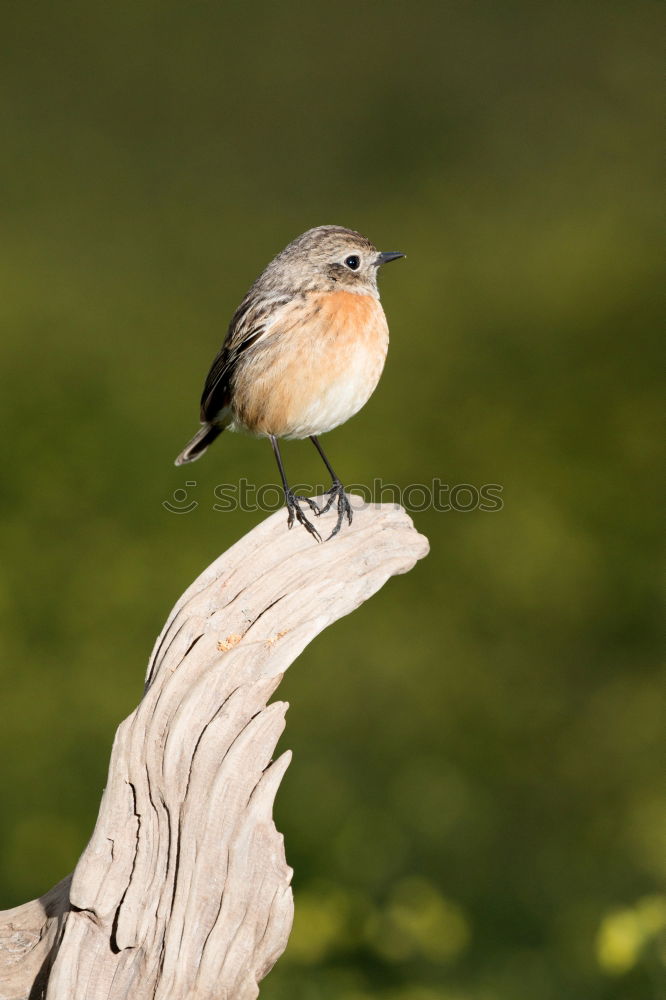 Similar – Beautiful wild bird perched on a branch in nature