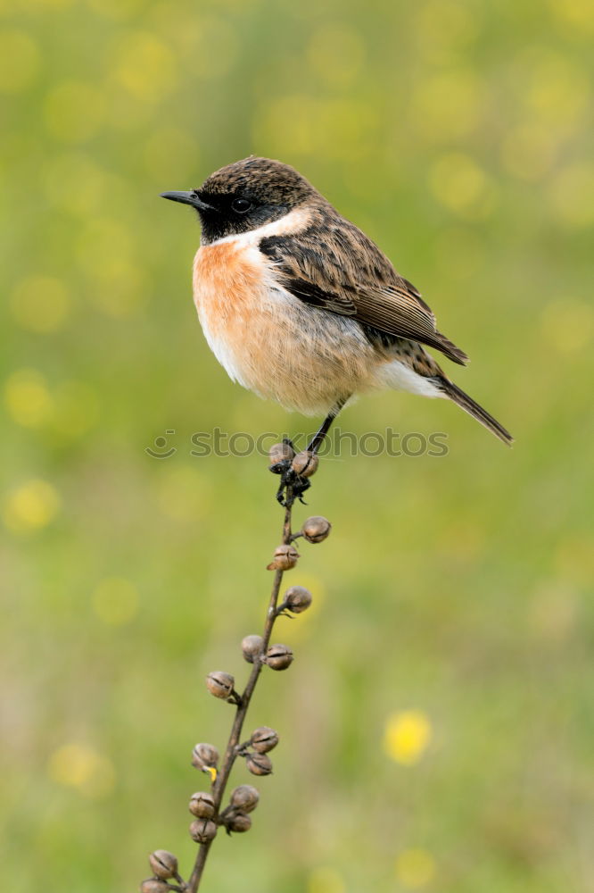 Similar – Beautiful wild bird perched on a branch in nature