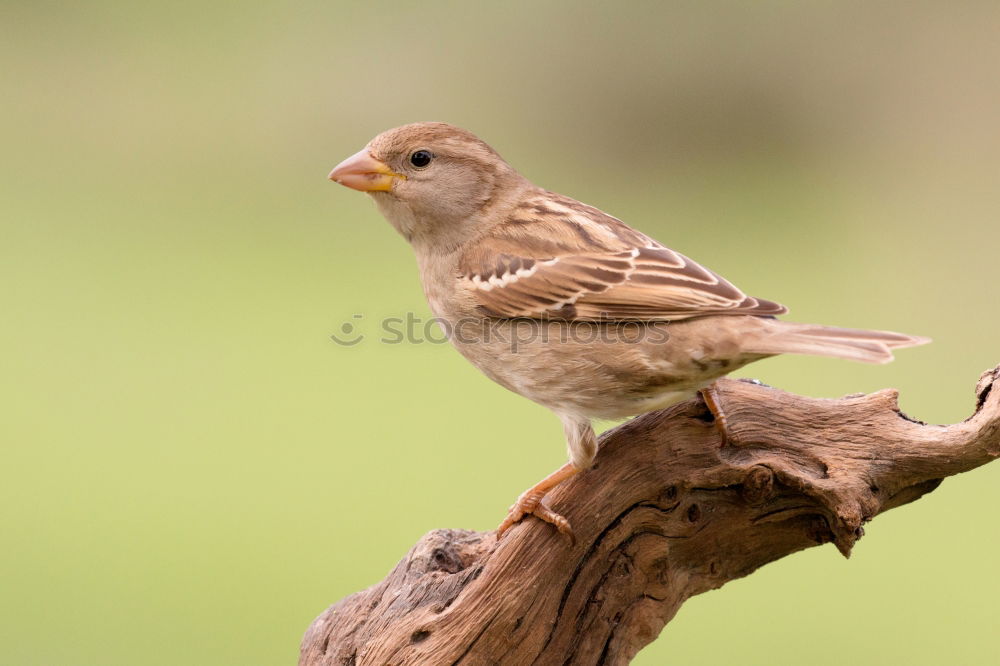 Similar – Image, Stock Photo Curious blackbird on the meadow