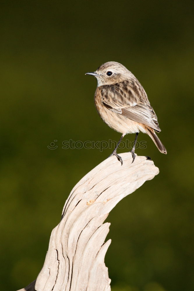 Similar – Image, Stock Photo zaungast Animal Bird 1