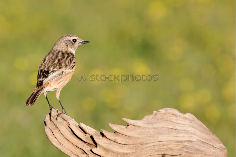 Similar – Beautiful wild bird perched on a branch in nature