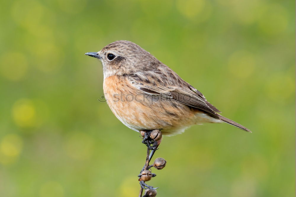 Similar – Beautiful wild bird perched on a branch in nature