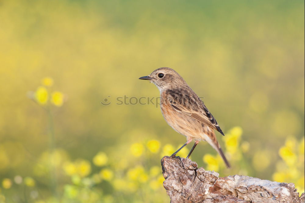 Similar – Beautiful wild bird perched on a branch in nature