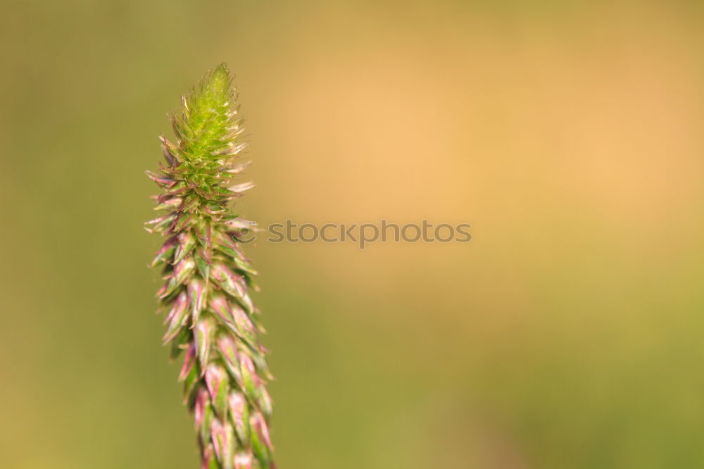 Similar – gold Plant Sunlight Spring