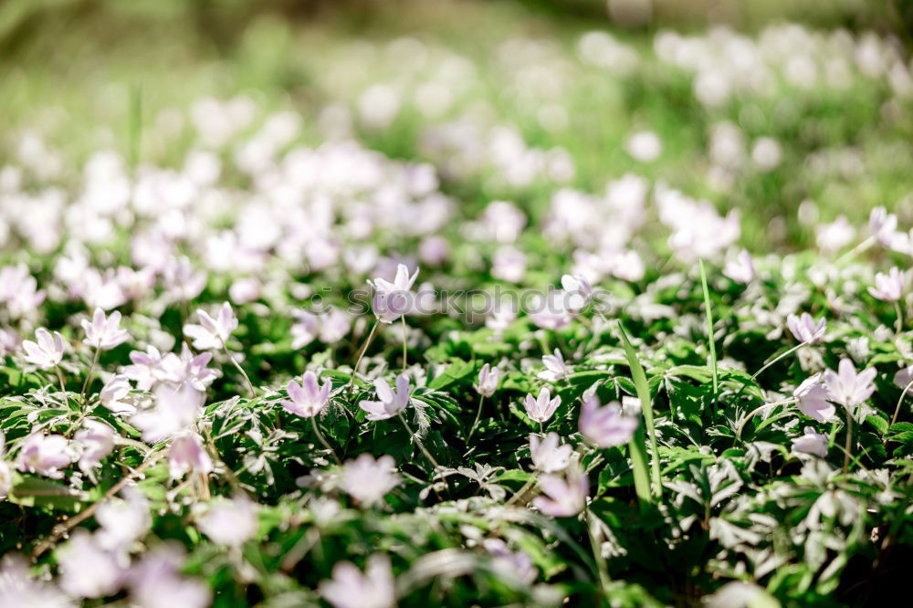 Similar – Frühling 2 Schlosspark