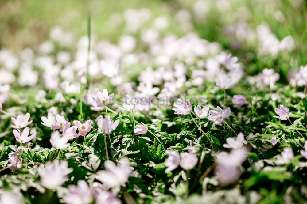 Image, Stock Photo crocus Blossoming Flower