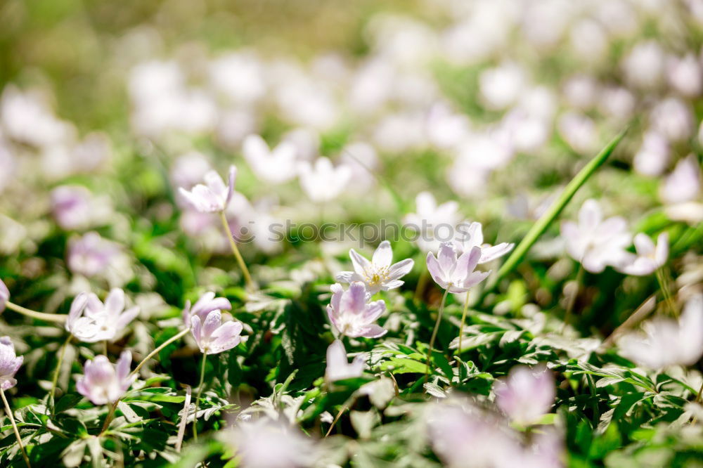 Similar – Image, Stock Photo crocus Blossoming Flower