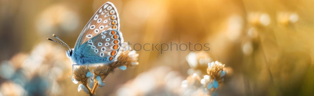 Image, Stock Photo Sky blue leaf beetle on a daffodil blossom