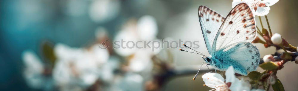 Similar – Image, Stock Photo Bouquet in the rain