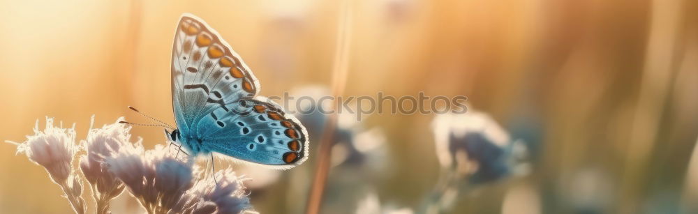 Similar – Image, Stock Photo Thistle butterfly sitting on a purple bust