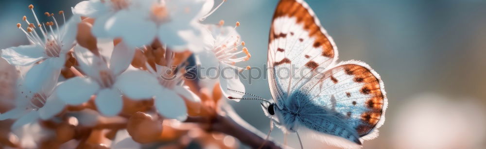 Similar – Celestial butterfly wings