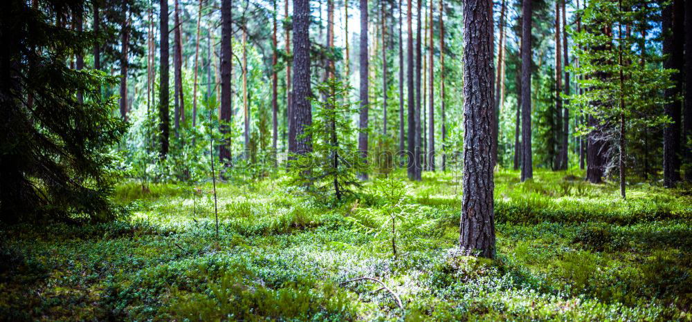 Similar – Image, Stock Photo forest Environment Nature