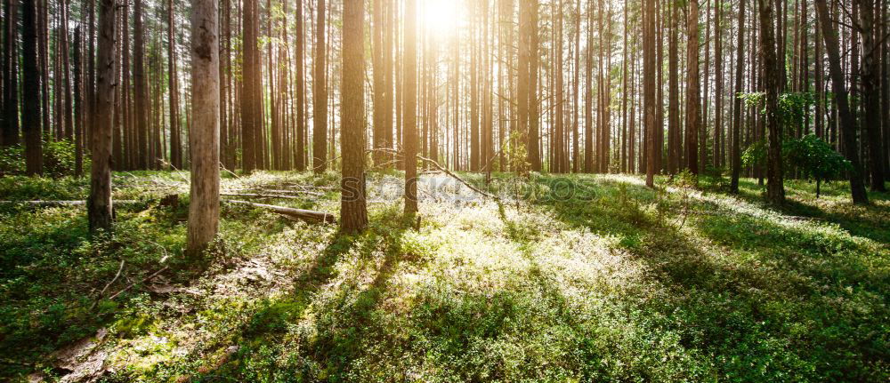 Similar – Foto Bild Lichtschneise Wald Winter