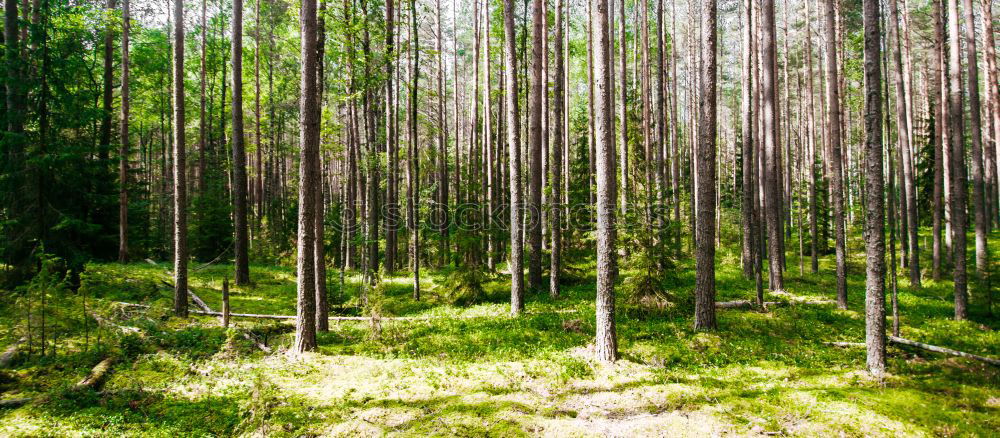 Similar – The ghost forest in Nienhagen