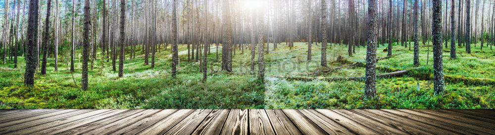 Similar – Image, Stock Photo Sunlit spruce trees on an island in the Königsee in front of a rock face in the shade.