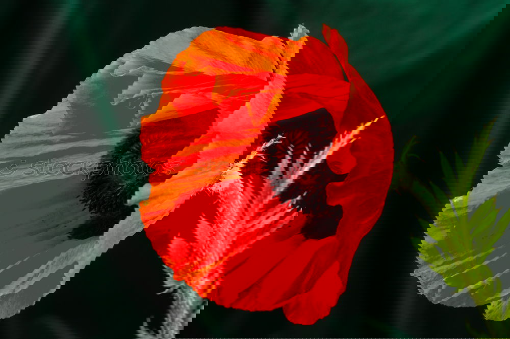 Similar – Image, Stock Photo Turkish, poppy, papaver, oriental