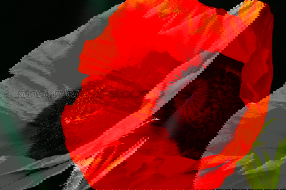 Similar – Image, Stock Photo Turkish, poppy, papaver, oriental