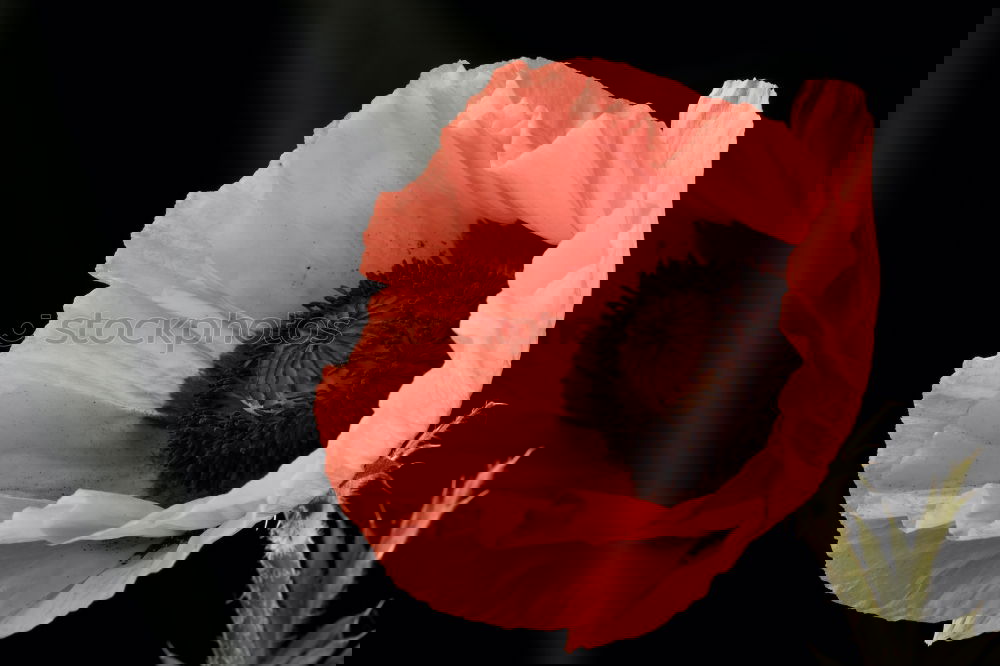 Similar – Image, Stock Photo Turkish, poppy, papaver, oriental