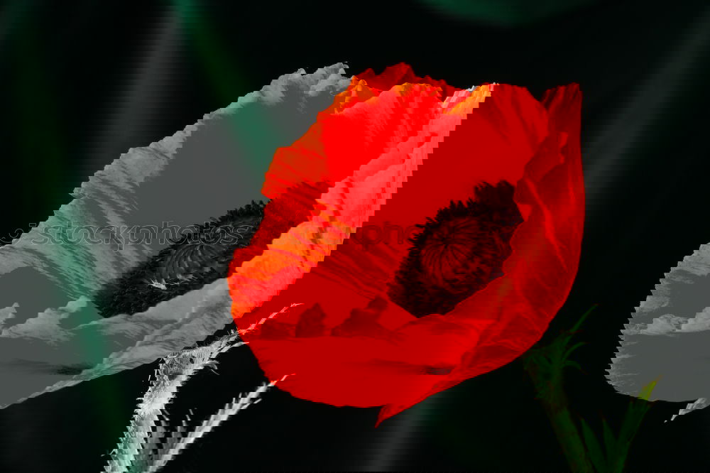 Similar – Image, Stock Photo Poppy seed, Meconopsis, cambrica,