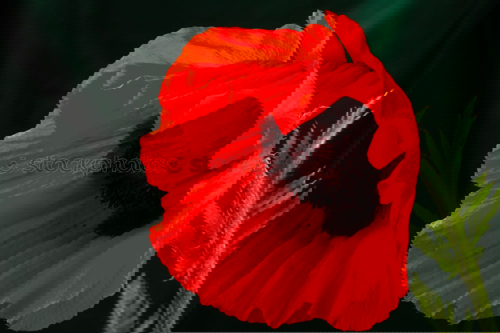 Similar – Image, Stock Photo Turkish, poppy, papaver, oriental