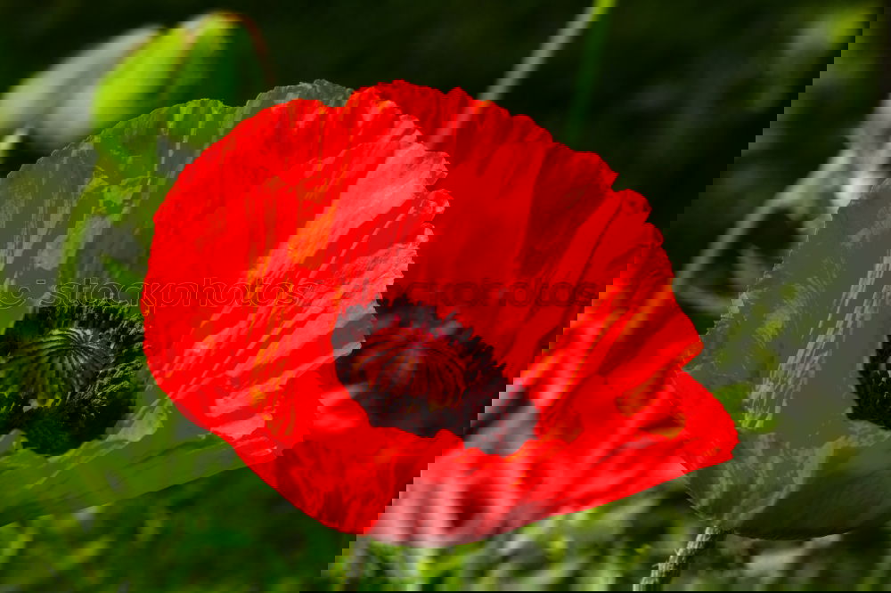 Similar – Image, Stock Photo Turkish, poppy, papaver, oriental