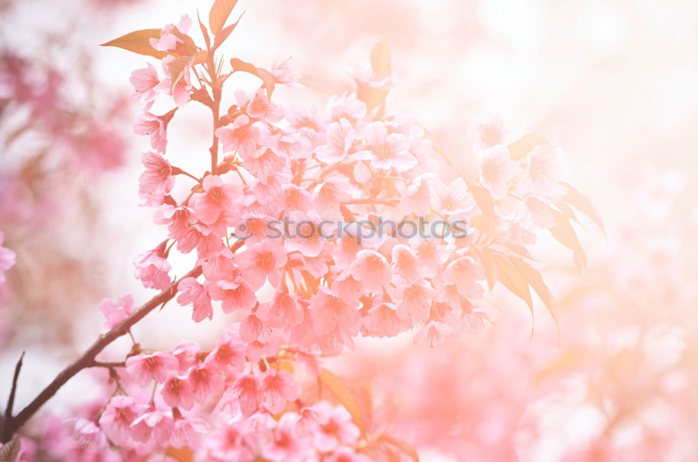 Similar – pink Plant Spring Flower