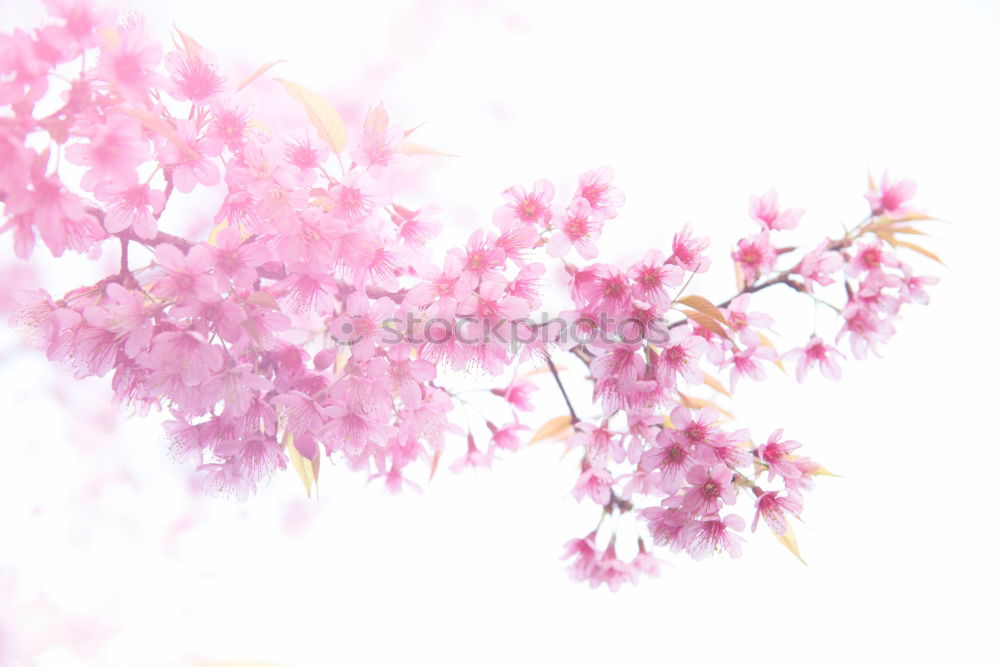 Similar – Image, Stock Photo cherry blossoms Nature