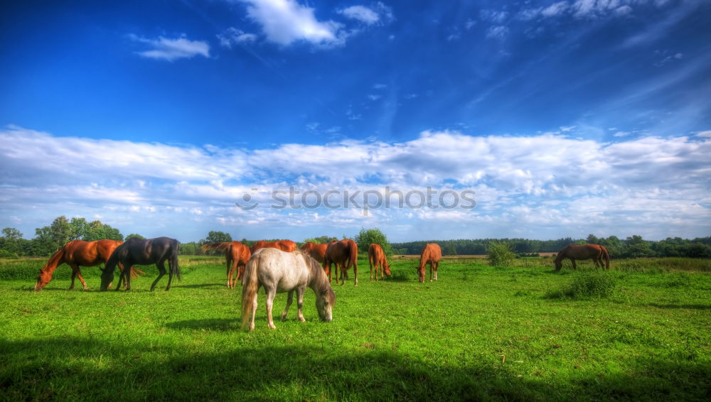 Horses in front of an idyllic hill