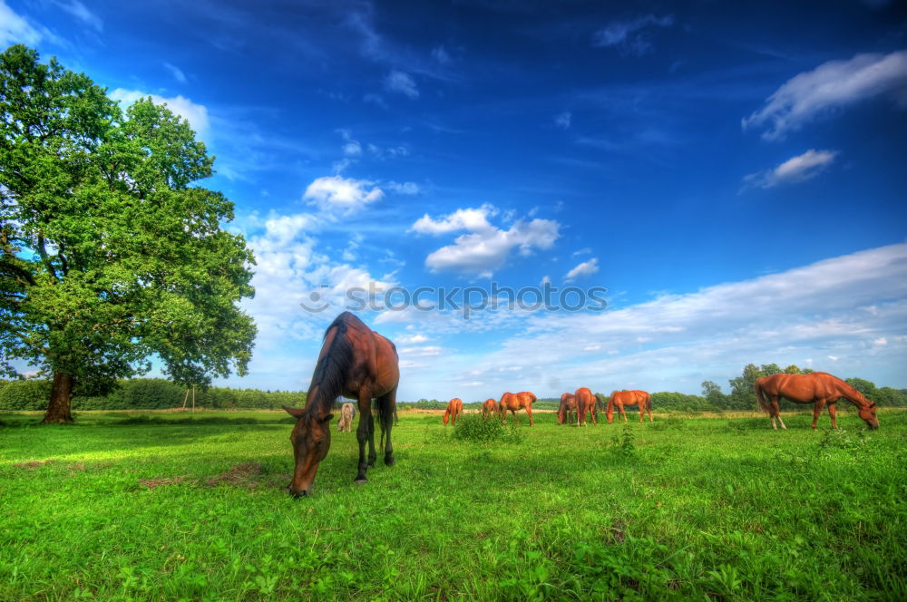 Similar – Horses in front of an idyllic hill