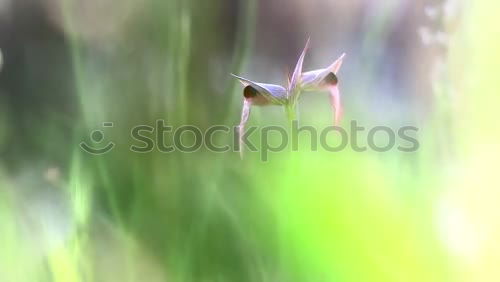 Similar – Image, Stock Photo I’m naked… Plant Grass