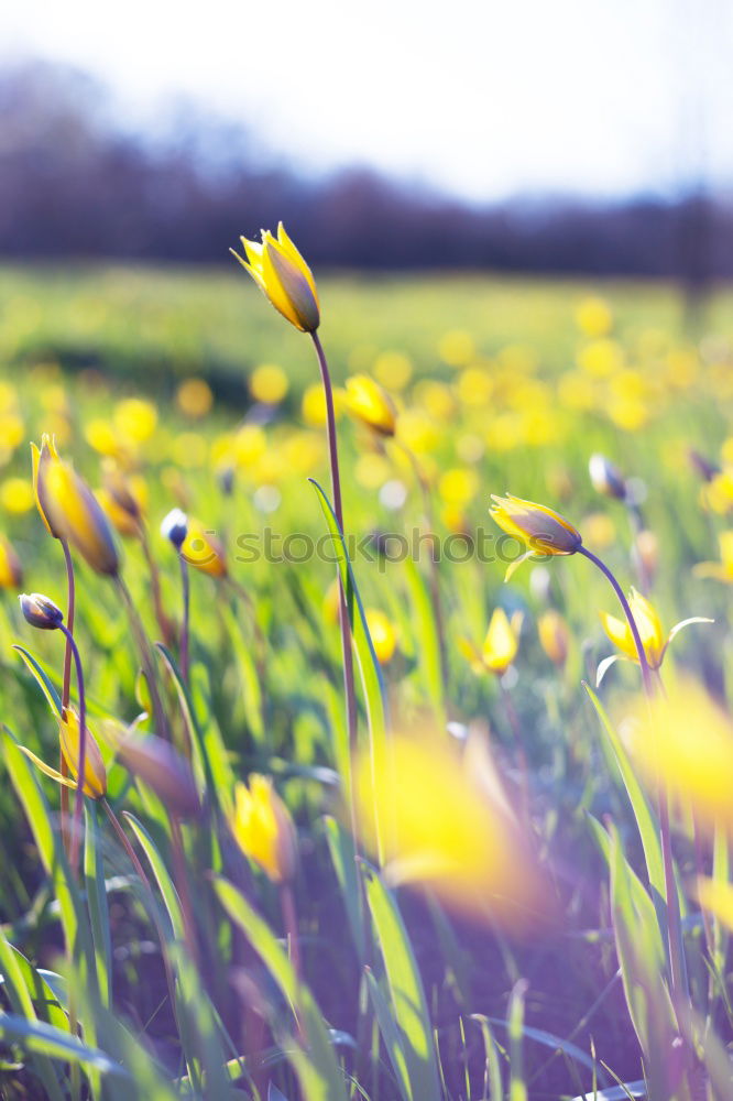 Similar – Image, Stock Photo going at the wild emperor