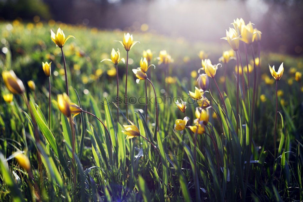 Similar – Image, Stock Photo Spring meadow II