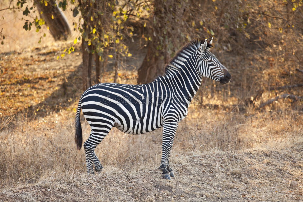 Similar – Image, Stock Photo Isolated zebra walking in the savannah