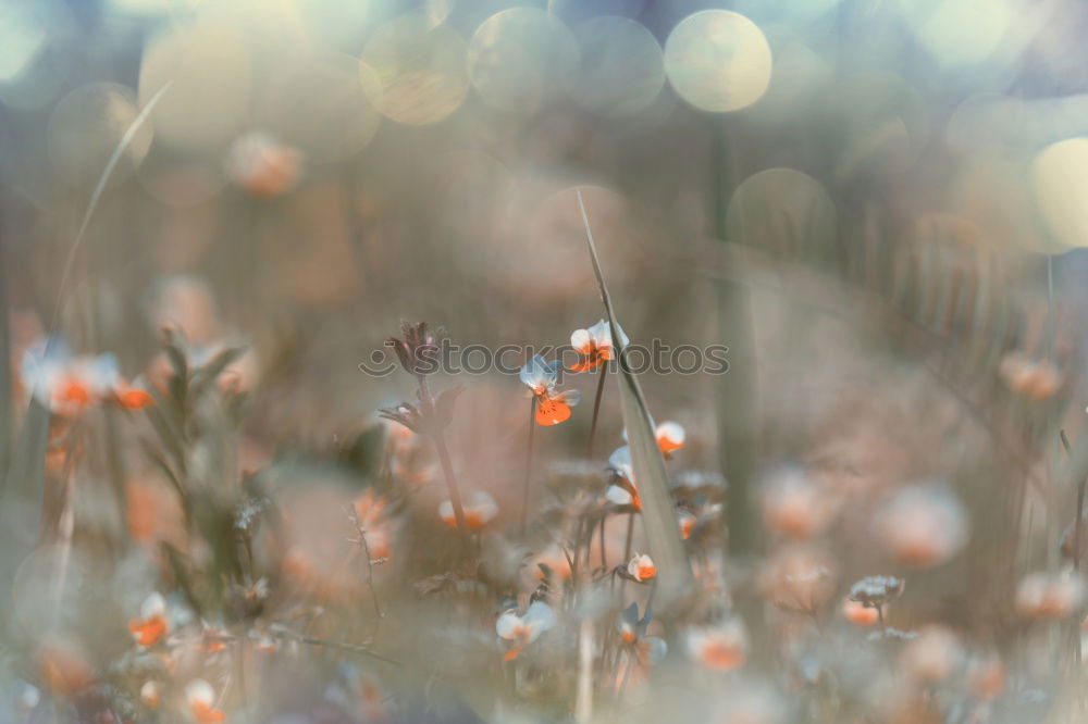 Similar – Image, Stock Photo Grasland Grass