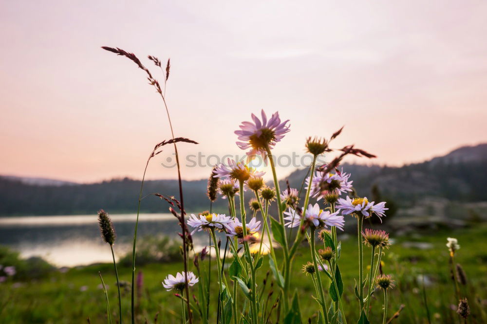 Similar – Image, Stock Photo Rebellion of the dandelions.