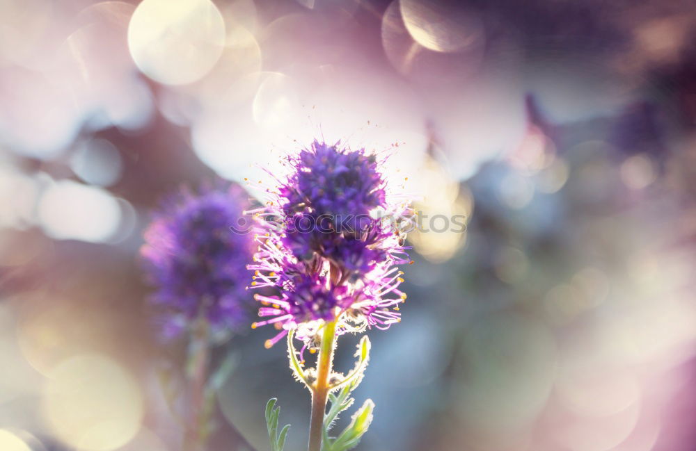 Similar – Lavender, background with bokeh